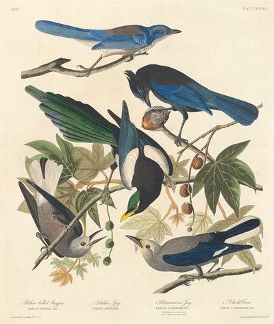 Geelsnavel Ekster, Stellers Gaai, Ultramarijngaai en Clarks Kraai, 1837 door John James Audubon